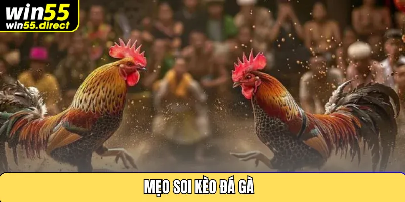 Mẹo soi kèo đá gà